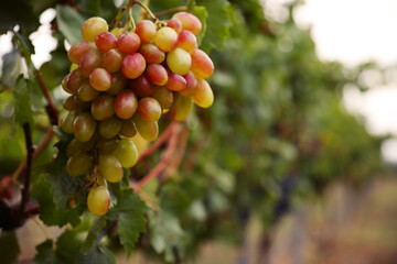 Bunch of ripe juicy grapes on branch in vineyard, closeup. Space for text