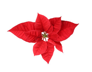 Beautiful Poinsettia isolated on white, top view. Traditional Christmas flower