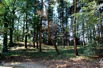 冬　木漏れ日　森　風景　