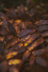 Fall at Honey Creek Loop Trail at Big South Fork National Recreation Area in central Tennessee 