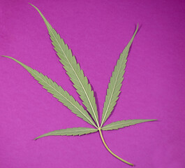 single marijuana leaf close up in purple background with well focused