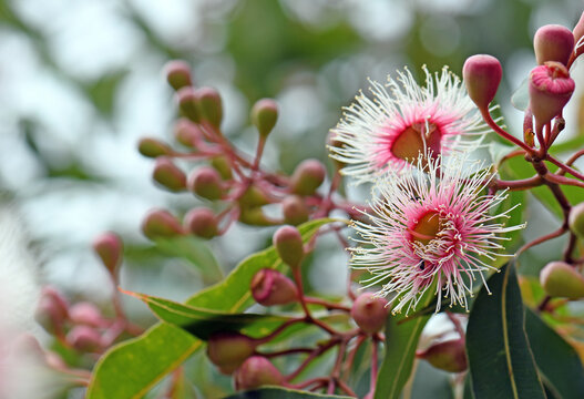 Pink and white blossoms and buds of the Australian native Corymbia Fairy Floss, family Myrtaceae. Grafted cultivar of Corymbia ficifolia which is endemic to Western Australia
