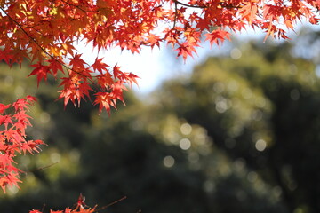 紅葉