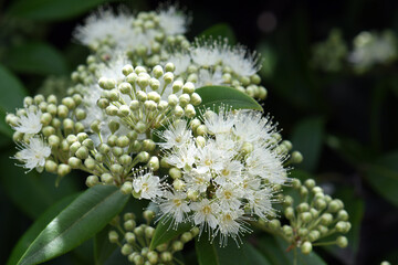 White flowers and buds of the Australian native Lemon Myrtle, Backhousia citriodora, family Myrtaceae. Endemic to coastal rainforest of New South Wales and Queensland. Lemon scented aromatic foliage - obrazy, fototapety, plakaty