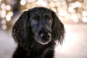 Zimowy portret psa. Pies z płatkami śniegu na głowie