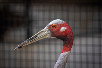 Close up of Eastern Sarus Crane. (Grus antigone).