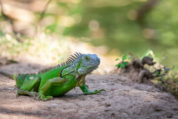 Image of green iguana morph on a natural background.