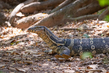 Image of water monitor on a natural background. Animals.