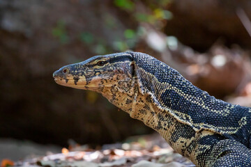 Image of water monitor on a natural background. Animals.