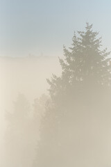 Early morning ethereal foggy light with evergreen trees and hillside, as a nature background
