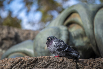 Pigeon posé au pied d'une statue