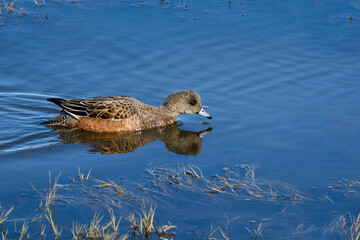 
Female American Wigeon duck swimming in the Nisqually Estuary of Nisqually National Wildlife Refuge, Washington State
