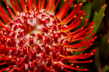 Close up of a Red Protea Flower
