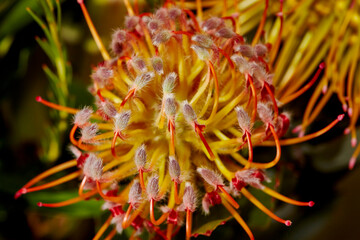 Close up of a Red Protea Flower