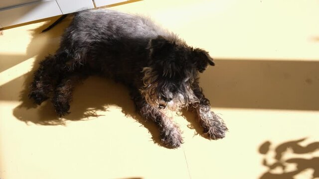 An old miniature schnauzer lies on the yellow floor, basking in the sun. Happy pet is enjoying a sunny day.