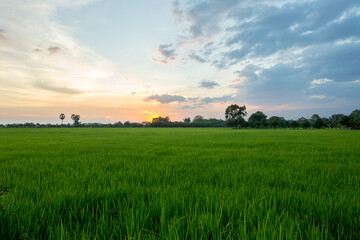 Fototapeta na wymiar Paddy field at Nakhon Nayok in Thailand at sunset twilight time, Green field