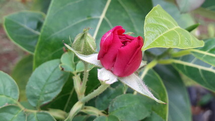 red rose bud