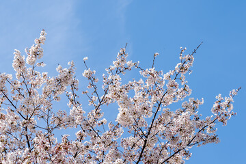 Weeping Yoshino cherry (Prunus x yedoensis Shidare Yoshino) in bloom with blue sky in background.