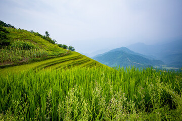 Beautiful view of Rice terrace at Hoang Su Phi. Viewpoint in Hoang Su Phi district, Ha Giang province, Vietnam