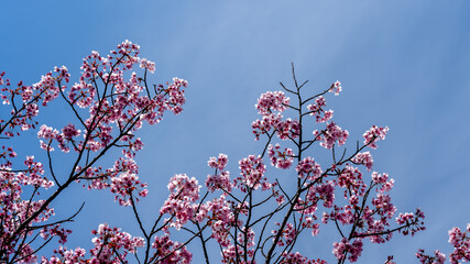 Weeping Yoshino cherry (Prunus x yedoensis Shidare Yoshino) in bloom with blue sky in background.