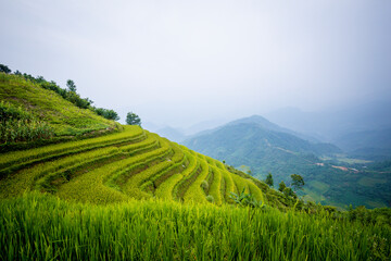 Beautiful view of Rice terrace at Hoang Su Phi. Viewpoint in Hoang Su Phi district, Ha Giang province, Vietnam