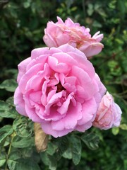 pink rose flower in nature garden