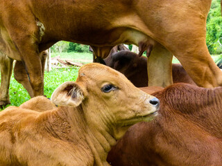 brown cows in a farm
