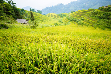 Beautiful view of Rice terrace at Hoang Su Phi. Viewpoint in Hoang Su Phi district, Ha Giang province, Vietnam