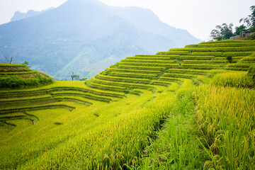 Obraz premium Beautiful view of Rice terrace at Hoang Su Phi. Viewpoint in Hoang Su Phi district, Ha Giang province, Vietnam