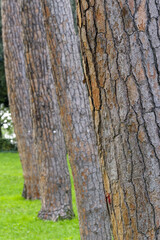 Jour d'automne dans la villa Borghèse à Rome