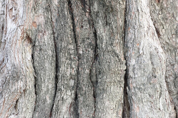 surface of the dry tree bark texture background