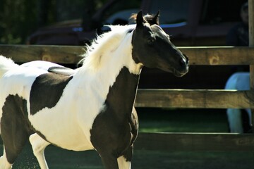 Obraz premium Pinto pony portrait