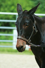 Fototapeta premium Driving mule