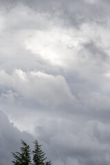 Dramatic stormy sky in shades of gray and white, with evergreen treetops, as a nature background
