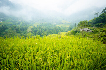 Beautiful view of Rice terrace and houses at Hoang Su Phi. Viewpoint in Hoang Su Phi , Ha Giang province, Vietnam