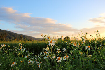Obraz premium flower in the field against a beautiful sunset