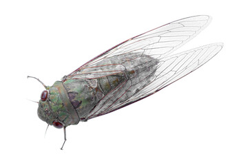 Adult size cicada isolated on white background.