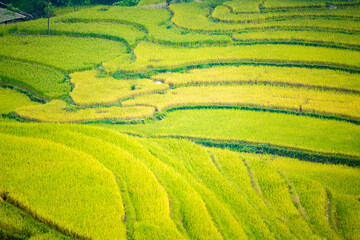 Beautiful view of Rice terrace and houses at Hoang Su Phi. Viewpoint in Hoang Su Phi , Ha Giang...