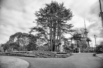 Albert Park and city buildings, Auckland, NZ