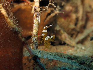 Closeup of a Squat shrimp Thor amboinensis