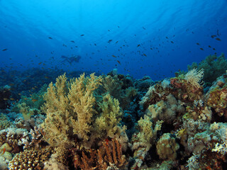 Fototapeta na wymiar A scuba diver on a healthy and colorful coral reef in the Red Sea