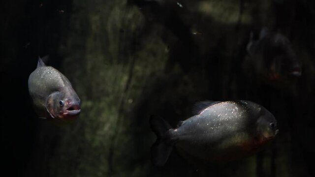 Close up of piranha swim in river. Dangerous fish swimming in freshwater.