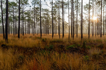Naklejka premium Sun Coming Through Right side of Longleaf Pine Savanna