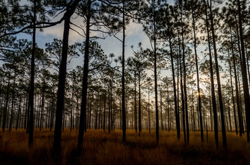 Foggy Morning Light in Longleaf Pine Savanna