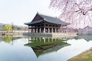 Seoul, South Korea - April 11, 2019: Building with cherry tree in Gyeongbokgung Palace in Seoul, South Korea. Gyeongbokgung was the main royal palace of the Joseon dynasty.