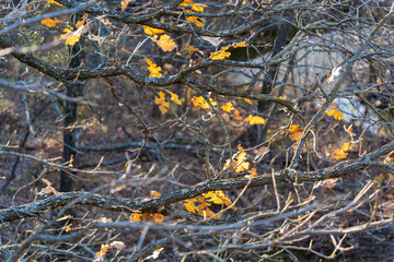 autumn leaves on tree branches