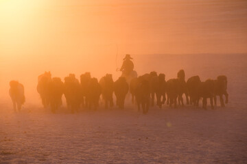 Herdsmen running with group of horses on the snowfields of the grassland in Inner Mongolia, China, in winter, in early morning.