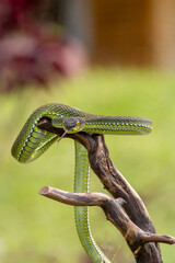 tree pit viper stand at the branch