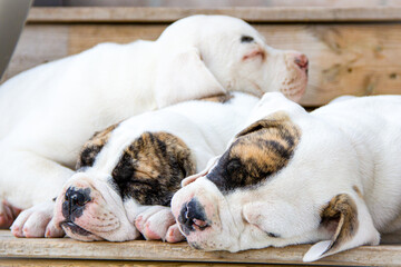 Cute American Bulldog puppies sleeping siblings of same litter