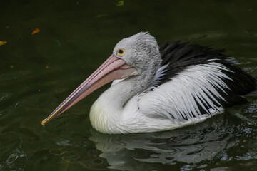 pelican swim at the water